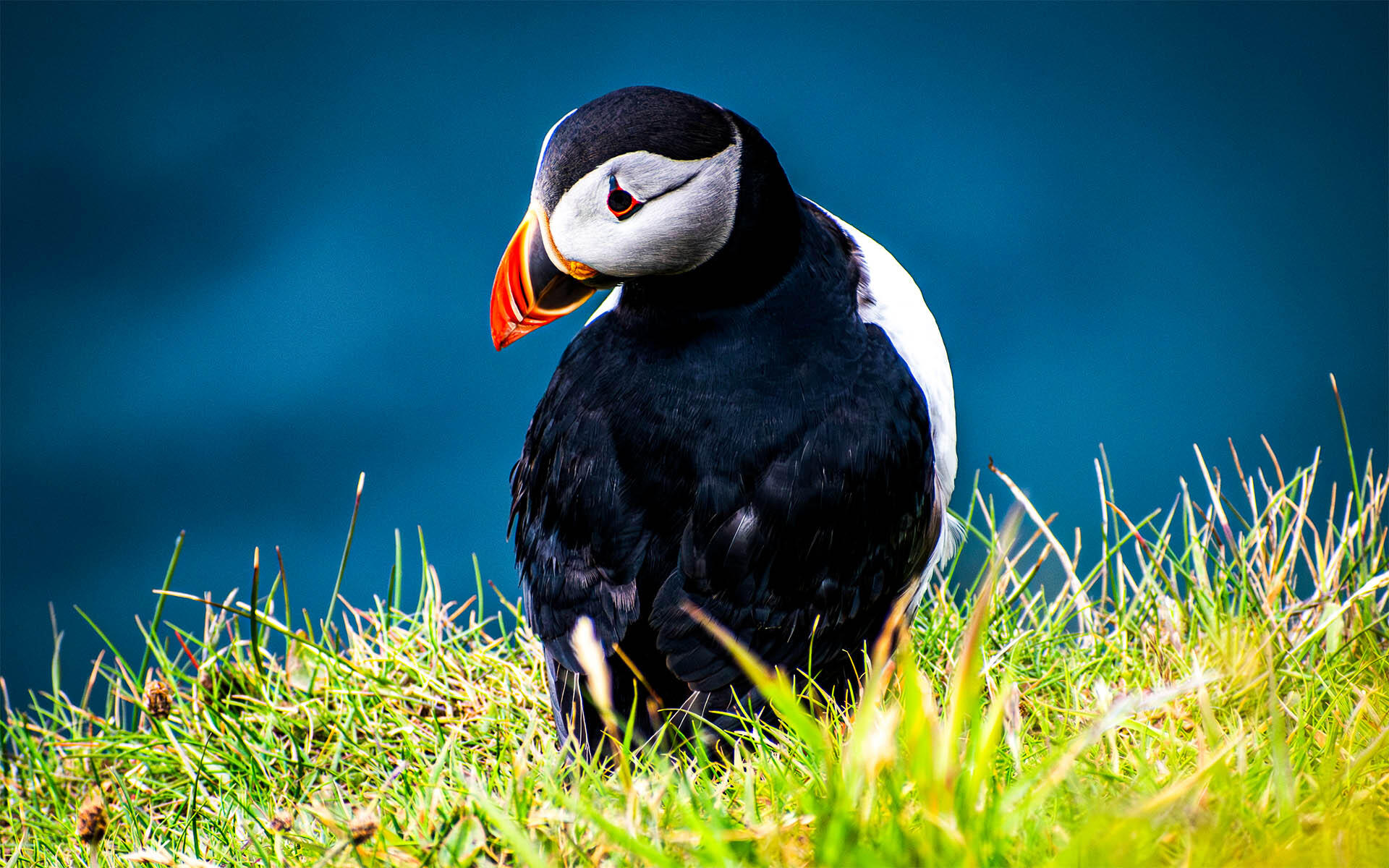 Faroe Island Puffin